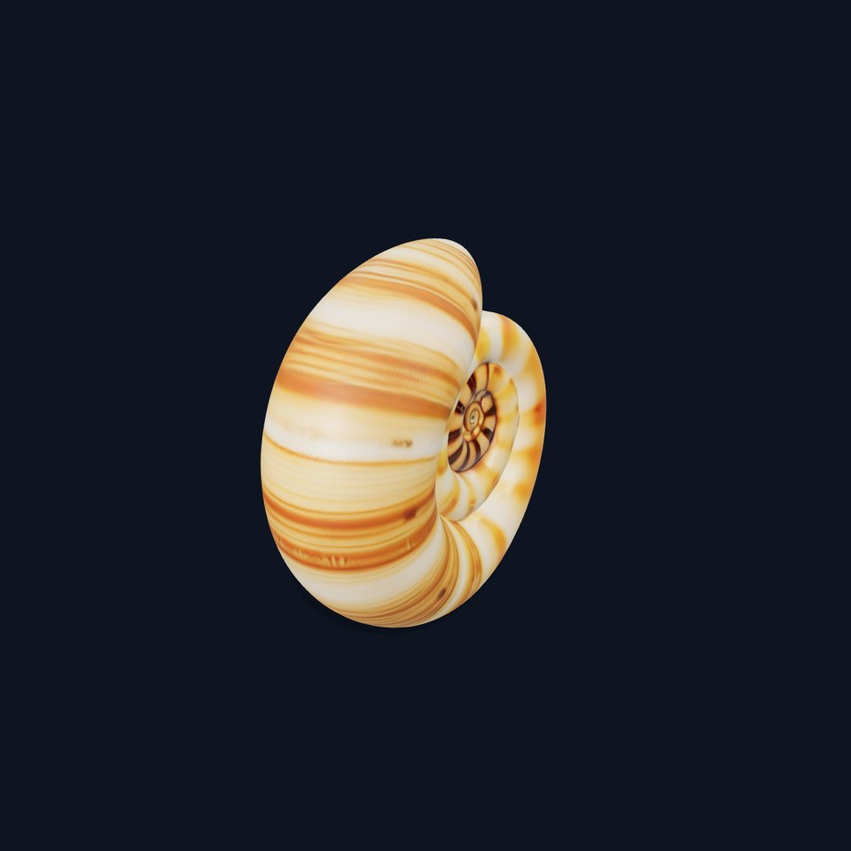 Spiral Seashell model pack